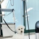 뷰클래스미용학원 | 구리애견미용학원 원데이 클래스 후기