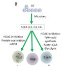 Re: short chain fatty acid... T cell, B cell 기능조절 기전 2021 네이처! 이미지