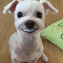 365 선플란트 치과의원 | 화곡역치과 365서울원탑치과에서 치아 미백 상담받은 후기