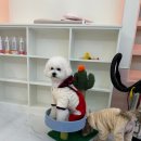 아르펫살롱 이미지