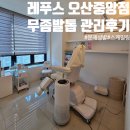 레푸스오산 이미지