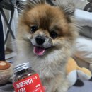 멍뭉펫 | 강아지심장영양제 추천, 폐수종이였던 뽀또 헬로마이펫 멍뭉케어 심장 급여 후기