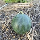 첫 수박 수확했어요 이미지