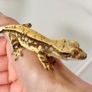 사랑농장 | 남양주 파충류샵 ‘수염농장’ 방문기｜게코 분양받은 솔직 후기