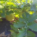 두평농장 이미지