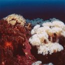 인구 리조트 이미지