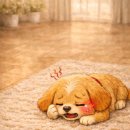 남원덴탈 | 강아지 치아 관리, 강아지 양치, 강아지 치주염