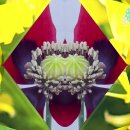 난꽃과 양귀비꽃 영상 이미지