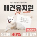 강남유치원 | 서울 강남 애견미용 강아지 유치원 나중에는 호텔링도?