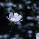 족도리청주 이미지