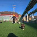 힐링독 반려견센터 | 하남미사반려견유치원 힐링독아카데미 반려견센터로 놀러갈 댕댕이들 모여라~