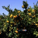 온평리(혼인지마을)농촌체험휴양마을 이미지