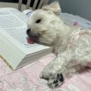 댕즈 | 김해 애견간식 로아맘마, 강아지 머랭 애견수제간식으로 포식하다