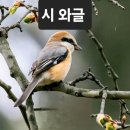 산국 피어 / 송주연 이미지