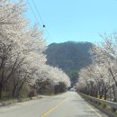 신양 벚꽃길 이미지