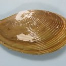 연체동물 - 이매패綱 - 맵시조개目 - 반달조개科 - 뾰족연두맵시조개 이미지