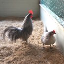 게임잉글리쉬 이미지