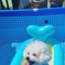 여울애견펜션 이미지