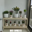 산초와 돈키호테 | 용인 에르베플라워아울렛 화분 쇼핑 후기｜식집사라면 꼭 가봐야 할 용인 화훼단지