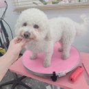 토비네 살롱 이미지