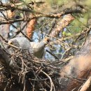 우포 따오기 구조 치료센터 이미지