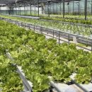 스마트팜 이미지