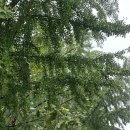 은행나무길(경제진흥원앞) 이미지