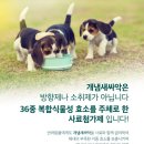 개꼬신내 이미지