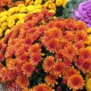 Chrysanthemum indicum 이미지