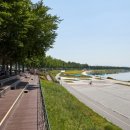 은행나무길(문화재단앞) 이미지