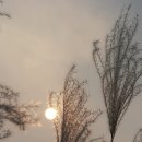 하늘공원 이미지