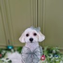 별그룸 | 장유 율하 애견미용실 별그룸 - 말티푸 &#39;보리&#39; 와 미니비숑 &#39;방울이&#39;