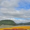 백마강생활체육공원 축구장 | 충남 부여 가볼만한 가을여행지 꽃구경 추천 백마강생활체육공원 촛불맨드라미 오렌지꽃밭 황화코스모스밭