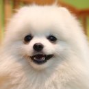 올리브 펫 이미지