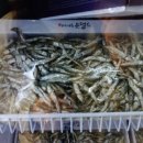 남해 배지순 은멸치