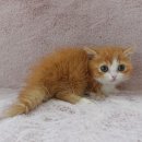 강남고양이분양 러브앤캣 이미지