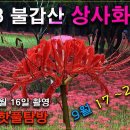 불갑산 상사화축제/꽃무릇 축제/불갑산 상사화 이미지