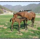 연천승마공원 이미지