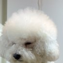 댕가앤쿡 이미지