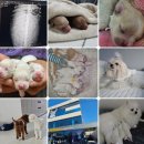 대한동물병원(출장전문) | 마포강아지교배1등출장은 어디?