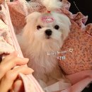 럭키켄넬 이미지