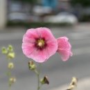 경북공업고등학교 횡단보도 이미지