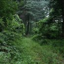 잣나무 향기 펜션 이미지