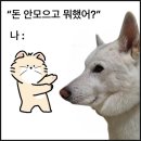 진도 진돗개 겨울이 일상 및 내돈내산 투펫 풀무원아미오 강아지사료 후기