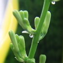 동부꽃농원 이미지