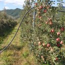 이영호 농장 이미지