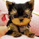 스타멍스 이미지