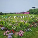 제주도 골프여행 추천｜KPGA 클래식 현장 직관 후기 + 사이프러스CC 제주 북서코스 컨디션 총정리 ⛳