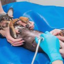 24시청주나음동물메디컬 이미지