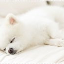 펫퍼스트 24시 강아지분양 고양이분양 파주운정점 이미지